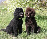 Dogs Hair care,indian pet store,Dog shampoos,Pets Hair conditioner,Dogs matt formation control,Dogs matt formation remover, Dogs Combs online India, Pet accessories, pet products online India